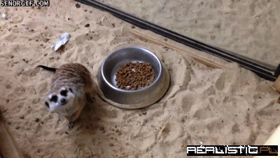 What is Moving That Food Dish