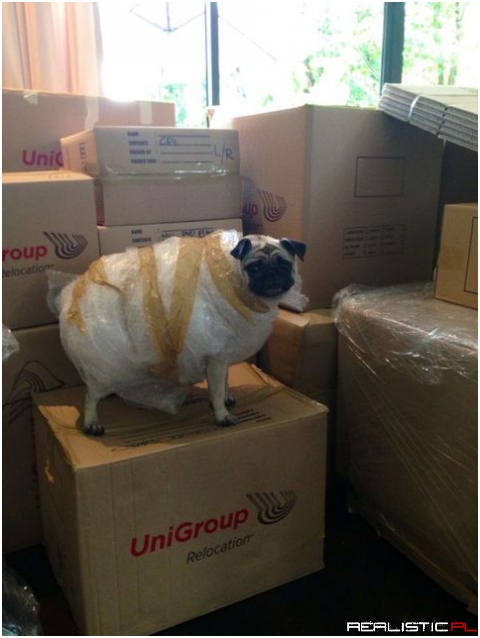 Your sheep looks concerned