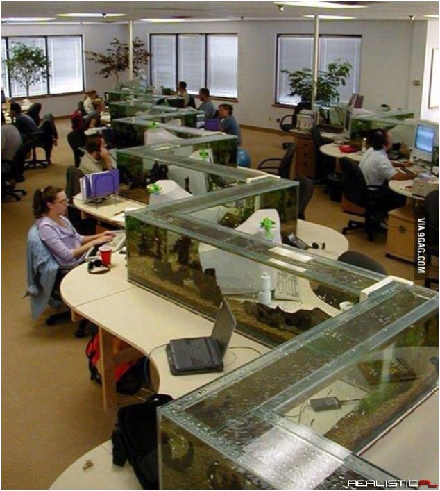 Amazing office