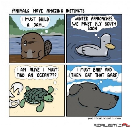 Animal's Have Amazing Instincts