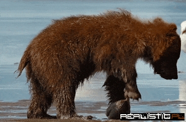 Bear Cub's First Clam Dance