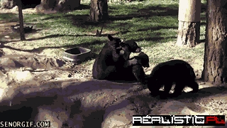 Bear Cubs Have a Cuddle Puddle