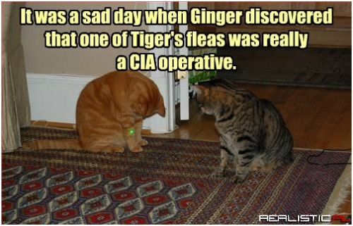 Betrayed By Her Littermate