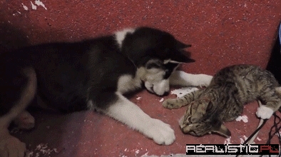 Boops Can Be Misunderstood