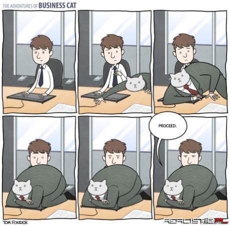 Business Cat's Management Skills Are a Step Beyond