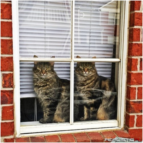 Cat Twins are the Best Kind of Twins