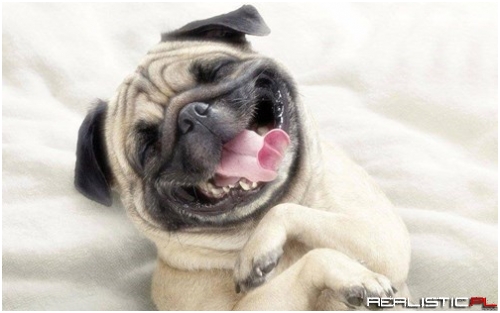 Could a Puppy Have a Happier Face