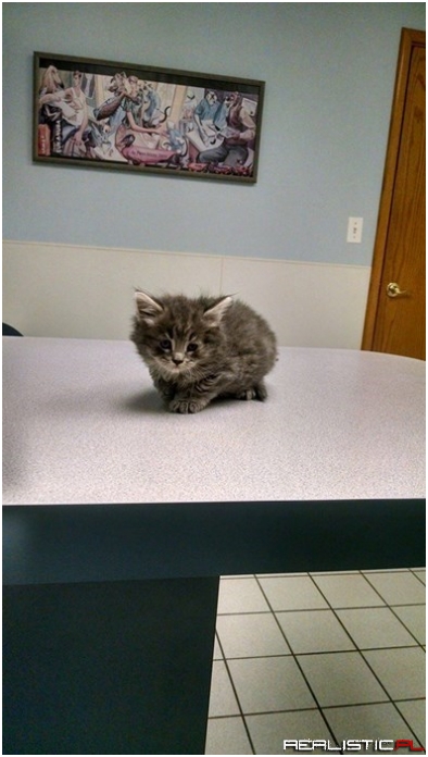 Dis Vet Table is Big and Cold!