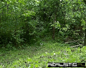 Do Not Feed the Bears...Cameras