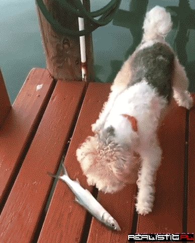 Dog fail