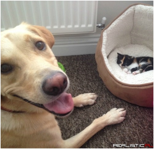 Don't Worry...Kitteh iz Safe!