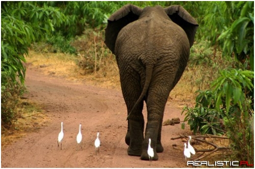 Give Us Your Captions for World Elephant Day!