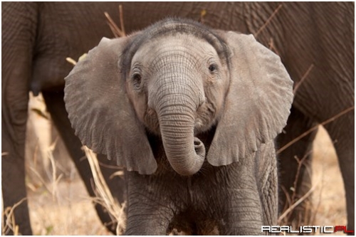 Happy World Elephant Day!