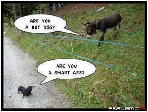 Have Fun Behind Your Fence!