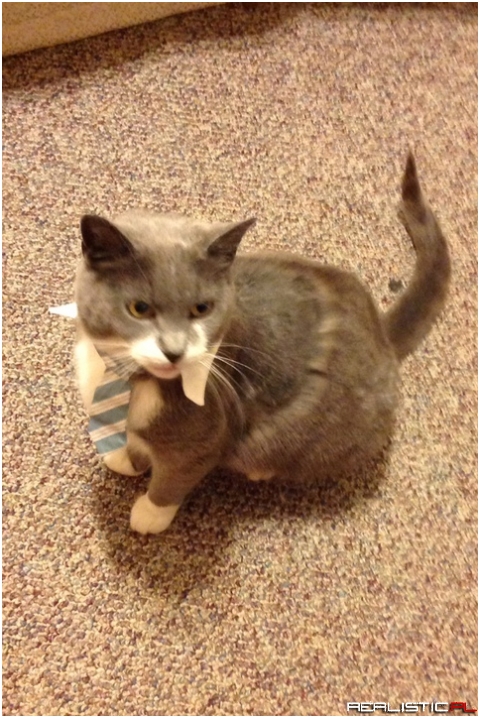 I need those TPS reports!