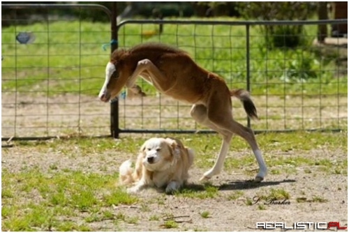 I'll Help You Train!