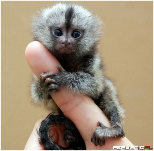 I'm Just a Little Finger Monkey