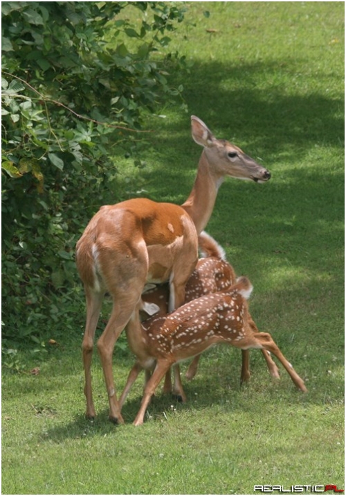 It's Lunchtime, Babies!