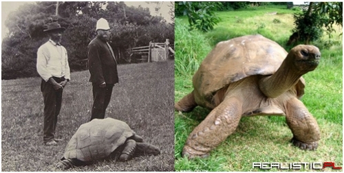 Jonathan the Tortoise in the Year 1900 and Today