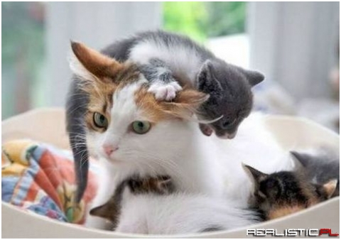 Kitten mother