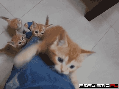 Kitty and the Bean Stalk