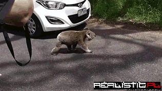 Koala on Patrol