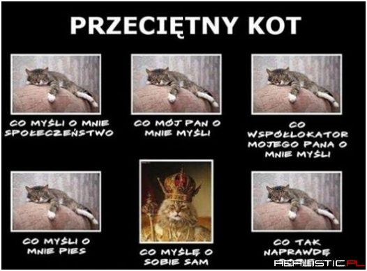 Kocie życie