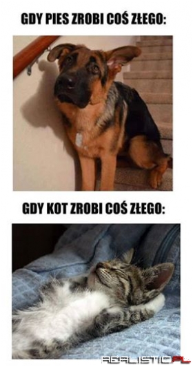 Kot vs. pies