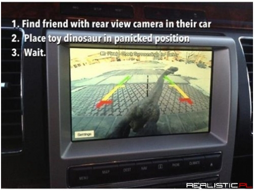 Life Found a Way Into My Driveway