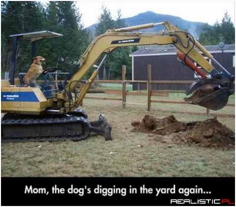 Mamo pieseł znowu kopie