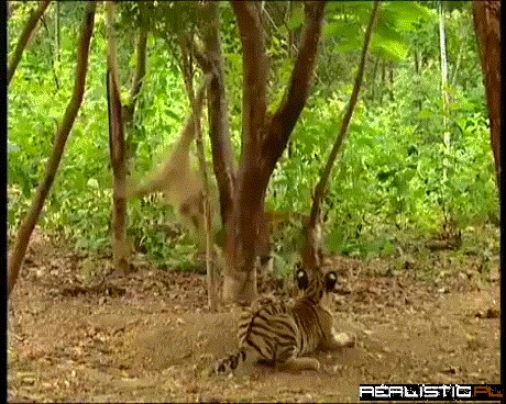 Monkeying Around With a Tiger