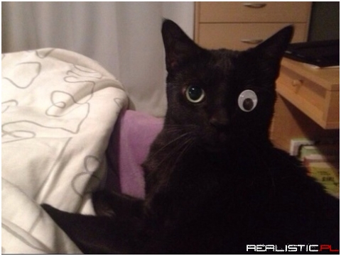 My cat only has one eye, so we improvised