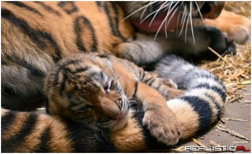 Never Pull a Tiger by the Tail...but it's Okay to Snuggle it
