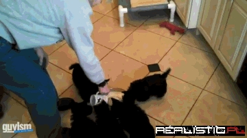 Nowa ikona ładowania gifów