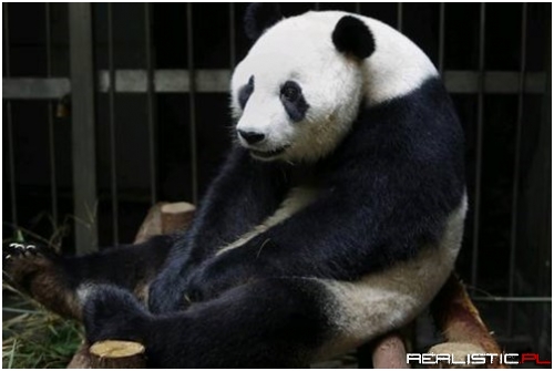 Phantom Pregnancy of the Day -  Giant Panda Fakes Pregnancy to Receive Pampering