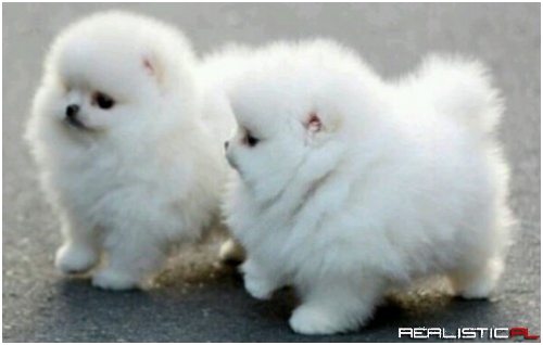 Pomeranian Puff