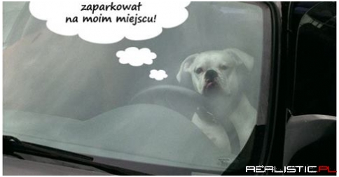 Problemy z parkowaniem