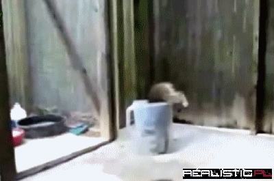 Racoon Dilemma