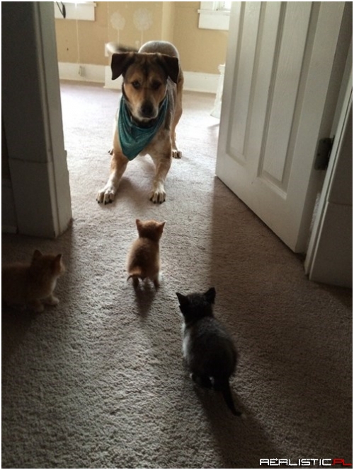 They've Got Me Surrounded!