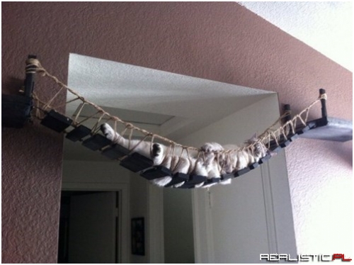 This Cat is Too Lazy to Fulfill His Indiana Jones Fantasies