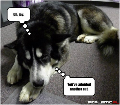 This Dog Knows Sarcasm