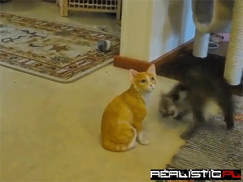 This fucking cat looks like a video game glitch