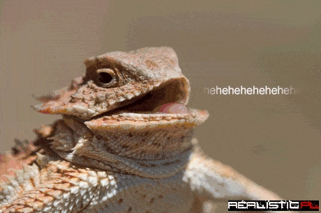 This Joke Appeals to the Reptile Part of the Brain