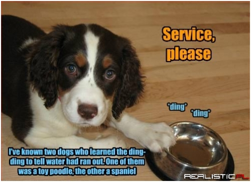 Those Dogs Know How to Get What They Want