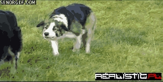 Two Very Sneaky Dogs