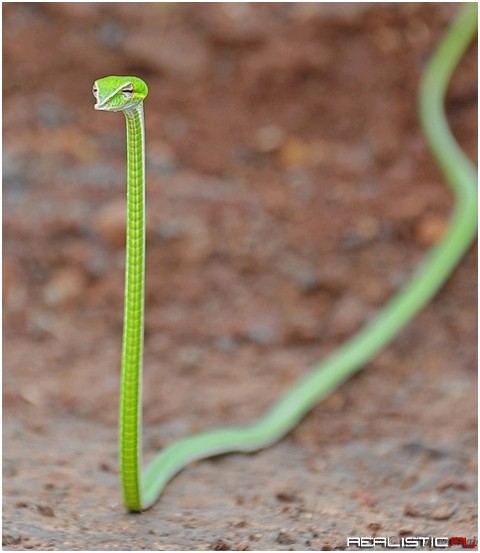 Vine Snake