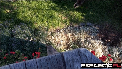 Well, Can a Fat Cat do This!