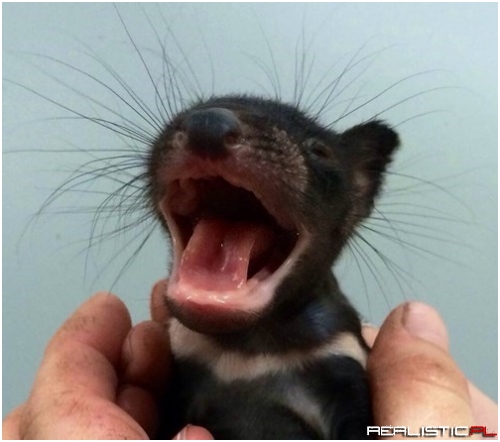 What a Whiskery Little Devil!