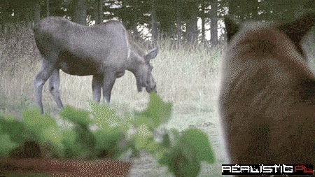 What Kind of Dog is That