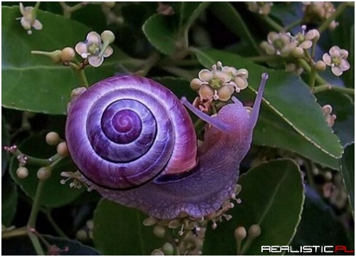 Who New Slime Could be so Beautiful